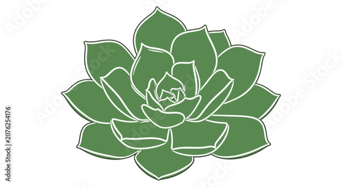 Vibrant green succulent plant illustration on white background with stylized outline design