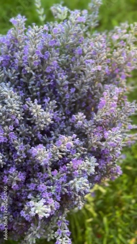 Bouquet of Fresh Lavender Flowers Lying on Vibrant Green Grass