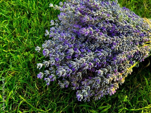 Bouquet of Fresh Lavender Flowers Lying on Vibrant Green Grass