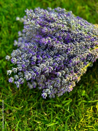 Bouquet of Fresh Lavender Flowers Lying on Vibrant Green Grass