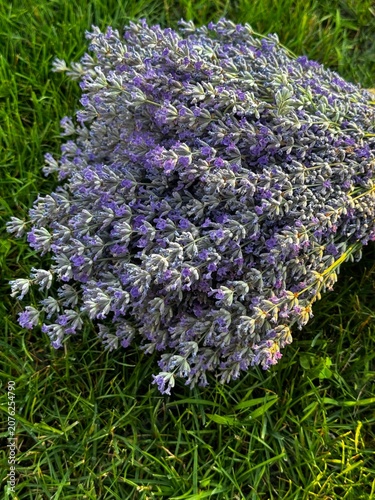 Bouquet of Fresh Lavender Flowers Lying on Vibrant Green Grass