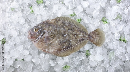 turbot. A whole silver-gray turbot fish on ice in a professional kitchen. menu design, packaging mockups, designed for culinary blogs and recipe cards for restaurants, used by art directors.