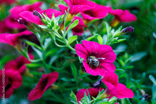 colourful flowers in the garden
