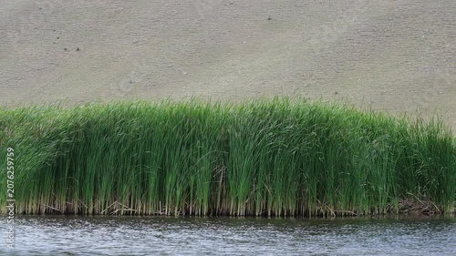 Green reeds swaying by the river with copy space for web banner and video design background. Sustainable nature concept video footage for environment-related projects.
