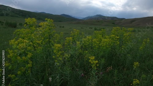 Wild green meadow with yellow euphorbia flowers in remote mountain valley during twilight. Commercial natural background with copy space for travel, sustainability, and outdoor adventure design.