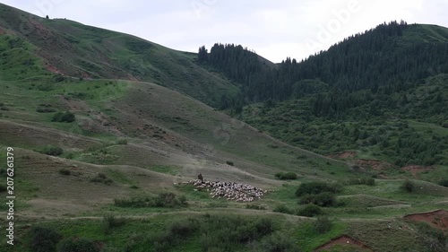 A shepherd on horseback herding a flock of sheep in green mountain hills. Authentic rural lifestyle, travel and agriculture background with copy space for commercial design.
