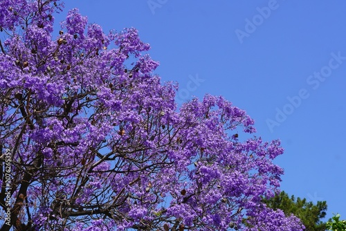 Fotografía Branches of a blooming jacaranda mimosifolia tree
