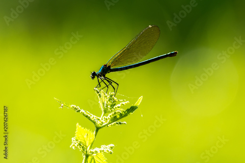 blue dragonfly on a green leaf
