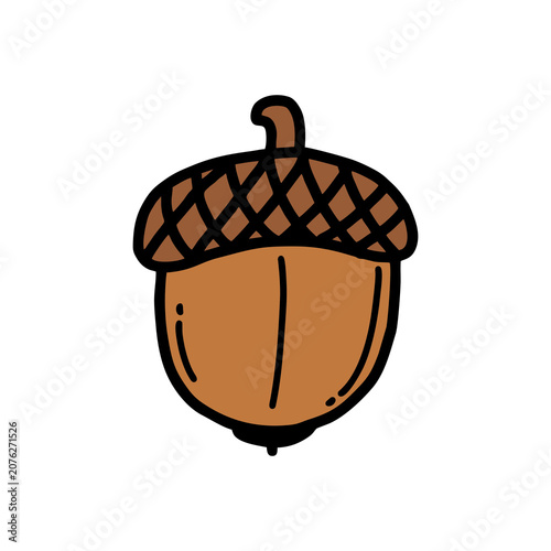 acorn hand drawn illustration