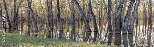 Panoramic view of trees submerged in water

