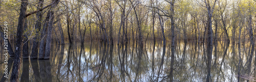 Panoramic view of trees submerged in water
