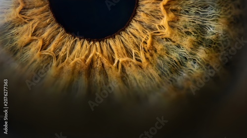 Extreme Macro Close-up of Human Eye Iris Showing Brown Texture Detail