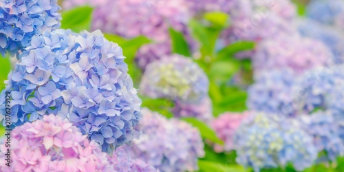 Bild auf Leinwand 花で埋め尽くされた構図。カラフルで淡い色合いの花畑。群生が続く奥行きのある構図。梅雨から初夏の公園や花壇を彩るアジサイのある風景。