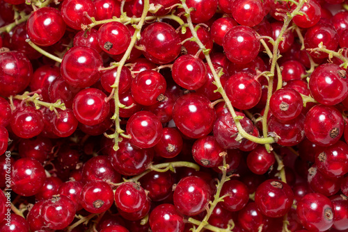 Fotografie Fresh ripe red currants background
