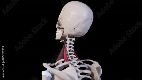 Scalene Posterior Muscle Movement