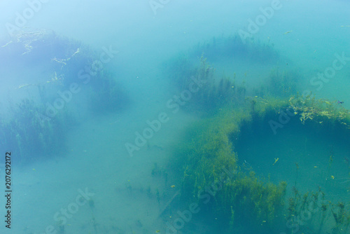 Green algae in the depths of the water