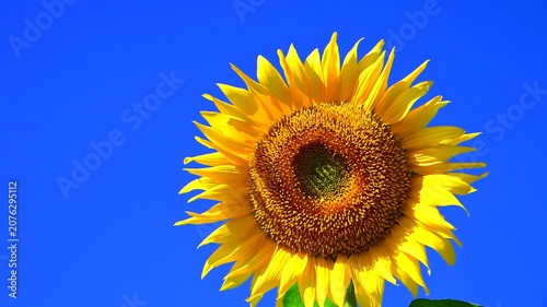 夏の青空に満開のひまわりの花