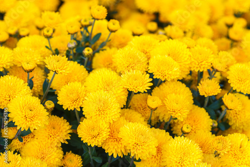 Bright yellow pompon chrysanthemum flowers in full bloom creating vibrant floral background. Closeup of colorful autumn blossoms growing in a garden, seasonal fall decorative plant breeding
