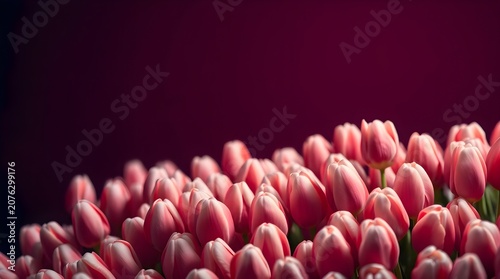 pink tulip closeup