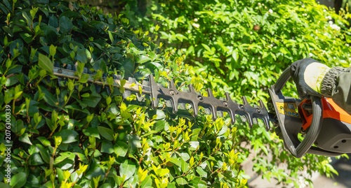 Working with a hedge trimmer in the garden, caring for green plants