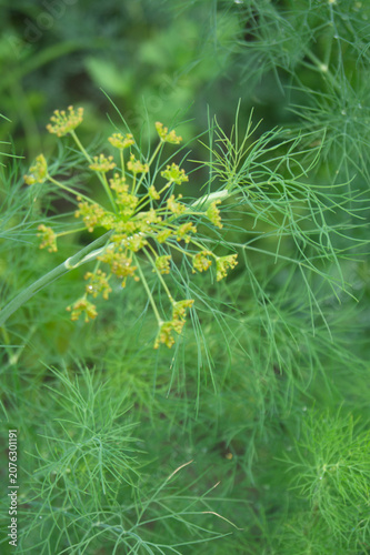 фотографія Close-up of fresh green dill plant with delicate yellow-green flower umbels and feathery leaves in a soft garden setting