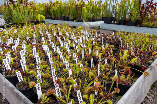 Fotografie Carnivorous plants - Venus flytraps (Dionaea muscipula), various types in the fo