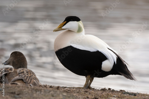 Foto Eider à duvet,
