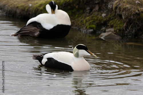 Foto Eider à duvet,