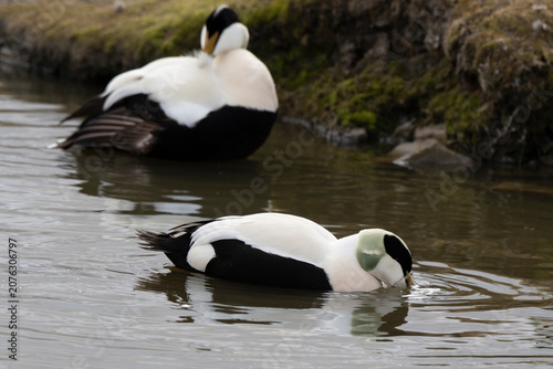 Foto Eider à duvet,