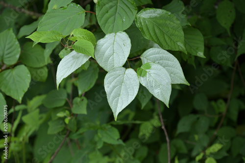 Quadro su tela 開花を知らせるために白く変色したマタタビ（木天蓼）の葉 植物の不思議