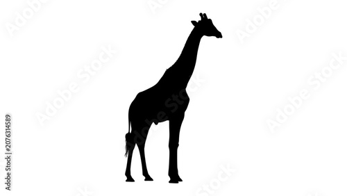 Photos Giraffe Silhouette Standing Tall: A stark black silhouette of a giraffe stands against a clean white background, its elongated neck and distinctive body shape clearly defined