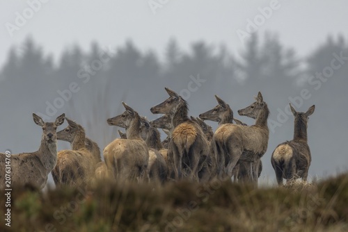 Strensely and visibly curious, the deer drudel (Cervus elaphus) watches a wolf (Canis lupus) running past them about 100 m away, hunting, wolf attack, Denmark