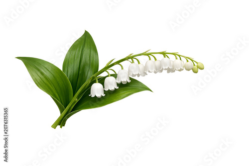 Delicate Lily of the Valley flowers with white bell-shaped blooms and fresh green leaves on a stem, isolated on a white background, perfect for spring, nature, and floral concepts.