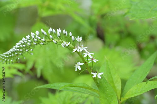 Fotografie 虎の尾のように湾曲して咲くオカトラノオの花 初夏の里山植物