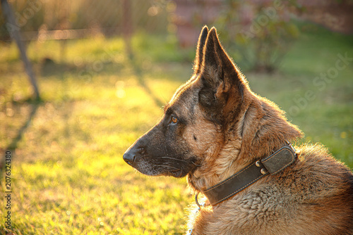 Foto A profile portrait of a German Shepherd dog wearing a leather collar while sitting on green grass during sunset