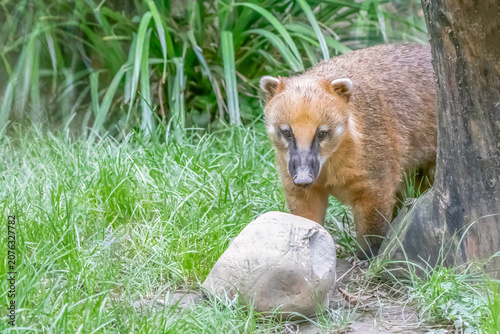 Foto South American Coati standing near tree and rock in natural forest habitat quiet
