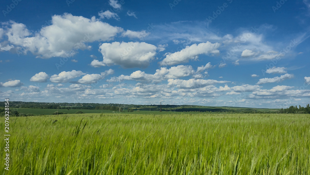 Obraz premium green field and blue sky