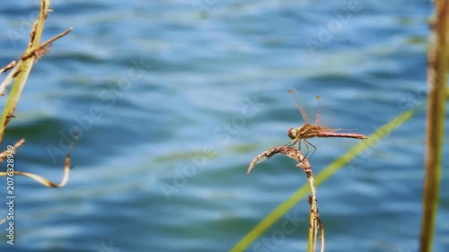 The video shows a dragonfly sitting on a grass stalk in close-up. The background is blurred and represents blue water.