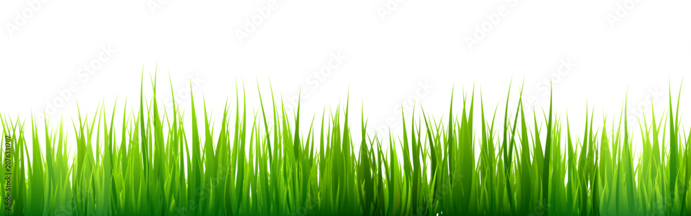 Fototapeta premium Meadow silhouette with green grass, plants on plain. Panoramic summer lawn landscape with herbs, various weeds. Herbal border, frame element. Black horizontal banners. Vector illustration
