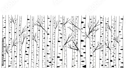 Birch tree trunks, black and white forest pattern, vector birch bark texture, seamless background