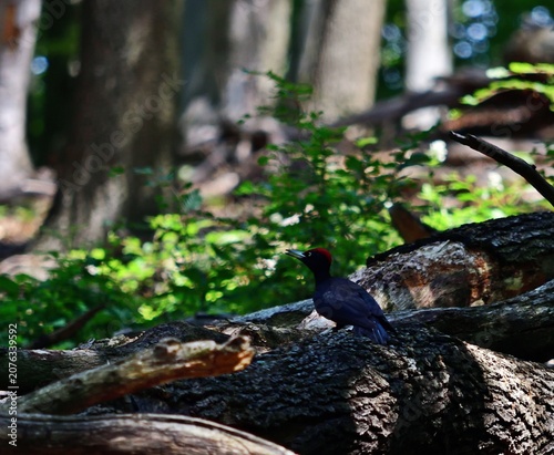 Schwarzspecht (Dryocopus martius) om Lainzer Tiergarten