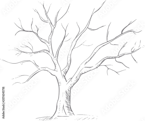 Fotografía Of a bare tree with intricate branches against a white background
