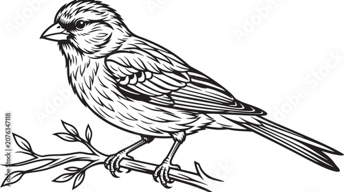 Finely detailed finch perched on a long branch