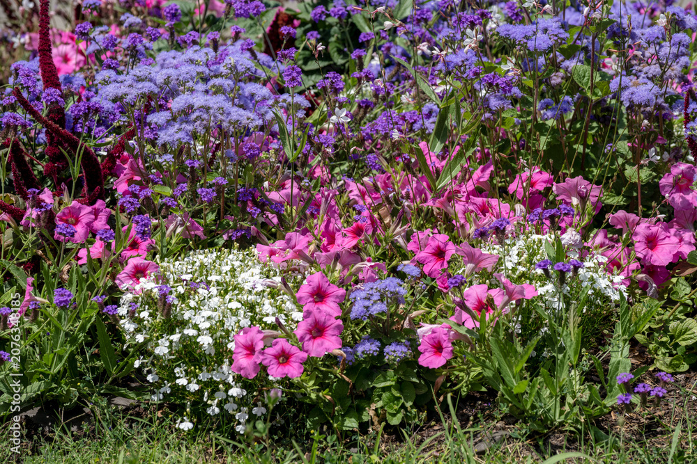 Obraz premium Parterre floral dans un parc de Marseille