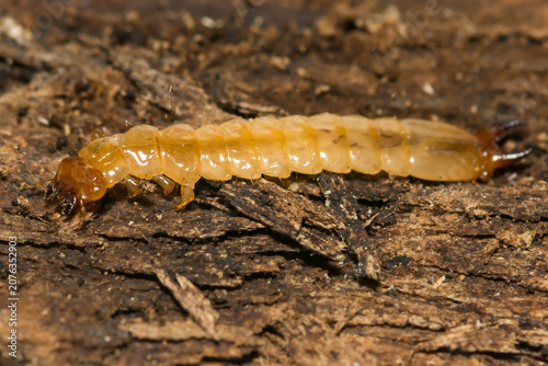 Canada Fire-colored Beetle Larva - Dendroides canadensis