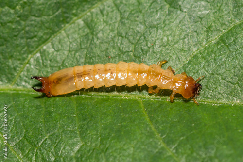 Canada Fire-colored Beetle Larva - Dendroides canadensis
