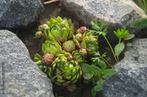 Εκτύπωση καμβά Cluster of Sempervivum succulent rosettes with reddish tips growing tightly nestled between large grey stones in a rock garden