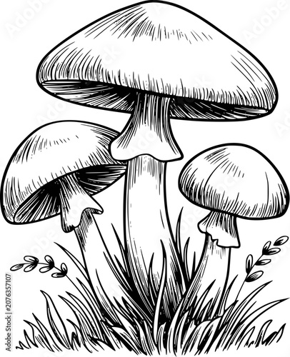 Vintage black and white of mushrooms growing in grass fungi nature forest wild