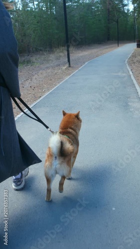 Rear view woman training purebred shiba inu dog, walking together on leash along asphalt path in tranquil park, enjoying outdoor activity with pet. Woman with shiba inu dog walking on leash in park