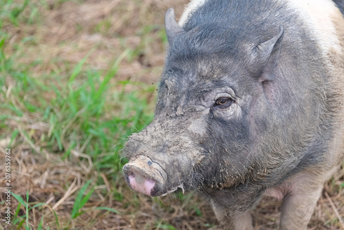 pig in mud
